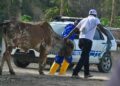 ¿QUÉ HACER ANTE EL CRECIENTE ABIGEATO EN ECUADOR?