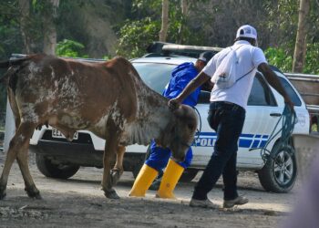 ¿QUÉ HACER ANTE EL CRECIENTE ABIGEATO EN ECUADOR?