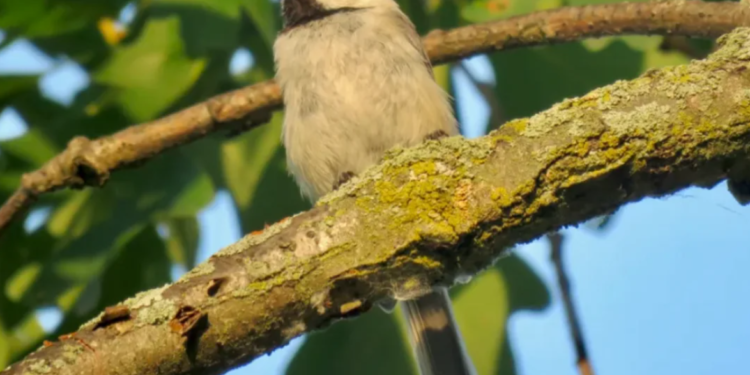 Ruta del Oso Andino une arte y conservación en el Jardín Botánico de Cuenca