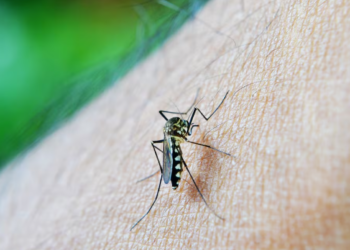 Dengue repunta en Ecuador y casos de 2026 ya superan todo el registro de 2025