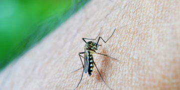 Dengue repunta en Ecuador y casos de 2026 ya superan todo el registro de 2025