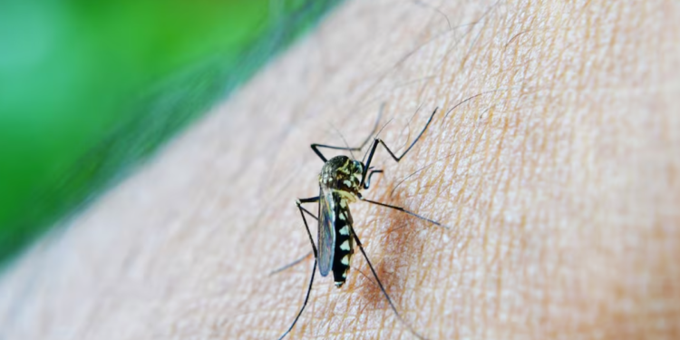 Dengue repunta en Ecuador y casos de 2026 ya superan todo el registro de 2025